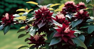 Po ilu latach kwitnie kielichowiec wonny? Uprawa tego krzewu w ogrodzie.