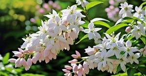 Żylistek: uprawa, pielęgnacja i odmiany - kompleksowy poradnik!