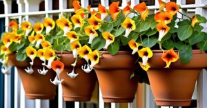 Tunbergia: uprawa, pielęgnacja i sekrety kwitnącego sukcesu