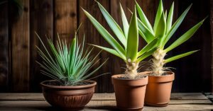 Rozmnażanie juki ogrodowej: sekrety, metody, nowe rośliny krok po kroku