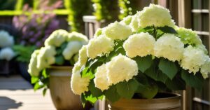 Hortensja na pniu aranżacje: Odkryj piękne pomysły do ogrodu!