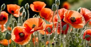 Maki: Piękno i sekrety uprawy polnych kwiatów