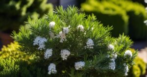 Kiedy przycinać pęcherznice? Idealny czas na zdrowy wzrost!