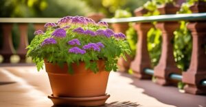 Werbena cytrynowa uprawa: od nasion do zbioru. Poradnik!