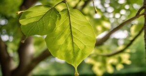 Katalpa choroby: Rozpoznaj i zwalcz problemy zdrowotne drzewa