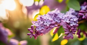 Rozmnażanie bzu z gałązki: Ukorzeniaj lilak i ciesz się sadzonkami!