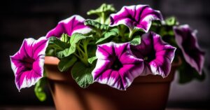 Jak przezimować surfinie: Zimowanie krok po kroku i ochrona przed mrozem