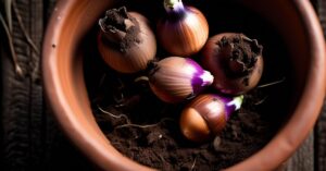 Jak sadzić hiacynty w doniczce: uprawa i pielęgnacja kwiatów w domu