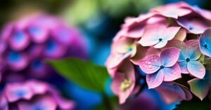 Domowe sposoby na zabarwienie hortensji: jak zmienić kolor kwiatów?