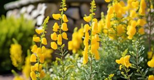 Żarnowiec uprawa: Kompletny przewodnik krok po kroku