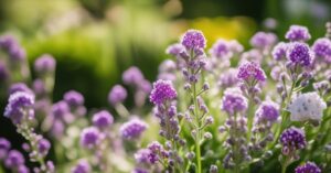 Zatrwian wrębny uprawa: kompletny przewodnik po pięknych kwiatach