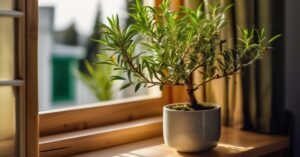 Kuflik cytrynowy: uprawa, pielęgnacja i zastosowanie w ogrodzie