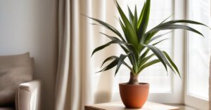 Dracena smocza w doniczce: pielęgnacja, problemy i zdrowe liście