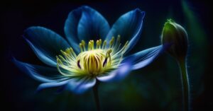 Kwiat jednej nocy: tajemnicza roślina o nocnym kwitnieniu