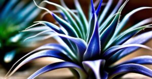 Oplątwa niebieskawa po przekwitnięciu: co dalej z tą rośliną tillandsia?