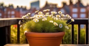 Wydmuchrzyca piaskowa w donicy: uprawa, pielęgnacja i hodowla w domu