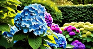 Hortensja ogrodowa: kompleksowy przewodnik po uprawie i pielęgnacji