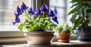 Pysznogłówka uprawa: Poradnik krok po kroku do pięknego ogrodu